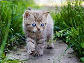 娱乐吃瓜酱猫 第2张 娱乐吃瓜酱猫 第2张