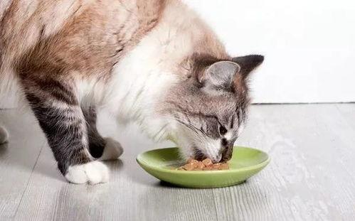 娱乐吃瓜酱猫 第3张 娱乐吃瓜酱猫 第3张