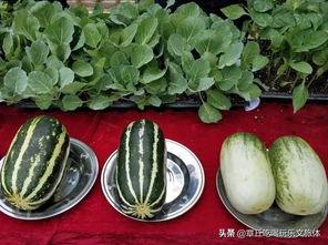 娱乐吃瓜的地方,那些你不知道的“吃瓜”幕后故事 第3张 娱乐吃瓜的地方,那些你不知道的“吃瓜”幕后故事 第3张