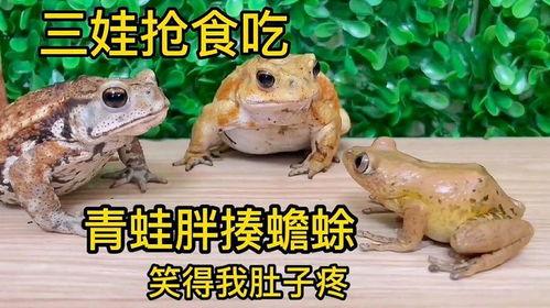 娱乐吃瓜大蛤蟆,揭秘娱乐圈幕后趣闻 第3张 娱乐吃瓜大蛤蟆,揭秘娱乐圈幕后趣闻 第3张