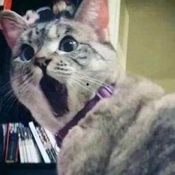 猫娱乐吃瓜酱,揭秘娱乐圈那些不为人知的幕后故事 第2张 猫娱乐吃瓜酱,揭秘娱乐圈那些不为人知的幕后故事 第2张
