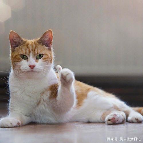 猫娱乐吃瓜酱,揭秘娱乐圈那些不为人知的幕后故事 第3张 猫娱乐吃瓜酱,揭秘娱乐圈那些不为人知的幕后故事 第3张