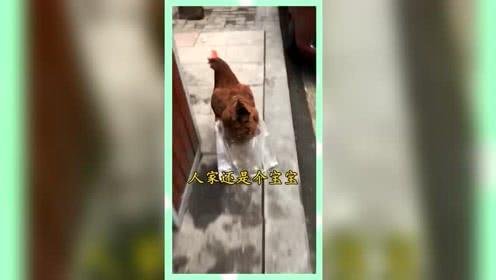上进娱乐吃瓜群众,揭秘吃瓜群众的狂欢盛宴  第2张