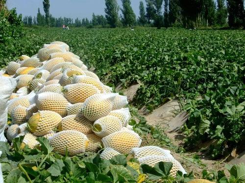 娱乐吃瓜州,揭秘娱乐圈背后的故事与八卦  第2张