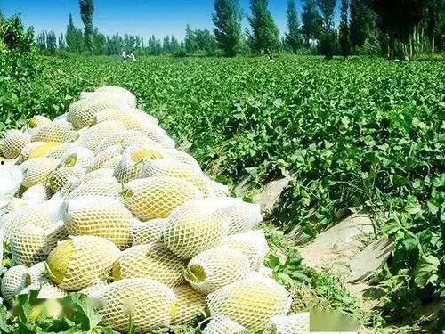 娱乐吃瓜州,揭秘娱乐圈背后的故事与八卦  第3张