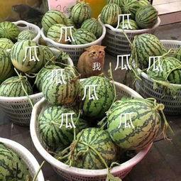 娱乐吃瓜公司,揭秘娱乐圈幕后那些事儿  第2张