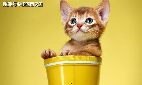 娱乐吃瓜茶小猫,揭秘茶小猫的瓜界传奇  第2张 娱乐吃瓜茶小猫,揭秘茶小猫的瓜界传奇  第2张