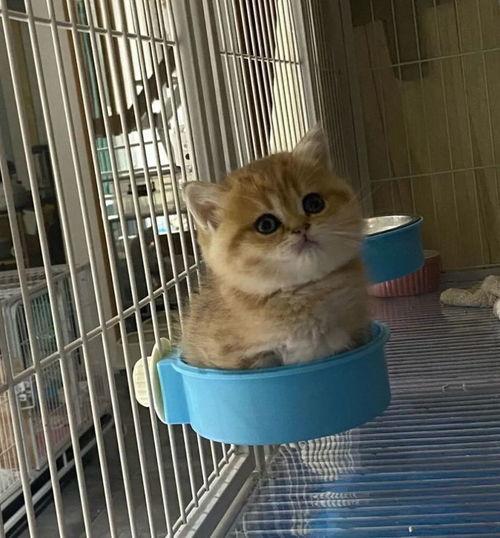 娱乐吃瓜茶小猫,揭秘茶小猫的瓜界传奇  第3张 娱乐吃瓜茶小猫,揭秘茶小猫的瓜界传奇  第3张