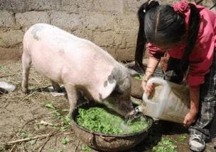 娱乐吃瓜猪衢州,吃瓜群众聚焦猪界风云