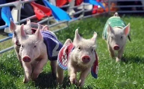 娱乐吃瓜猪衢州,吃瓜群众聚焦猪界风云  第2张