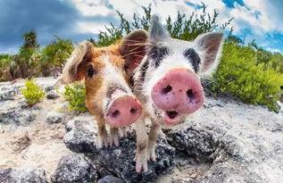 娱乐吃瓜猪衢州,吃瓜群众聚焦猪界风云  第3张