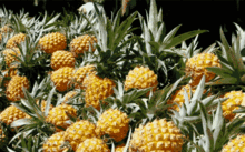 娱乐吃瓜小菠萝,揭秘娱乐圈那些不为人知的秘密  第3张