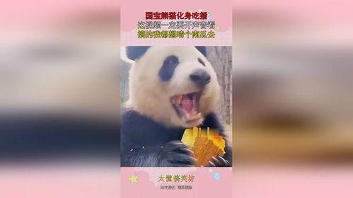 娱乐吃瓜熊猫视频,趣味视频背后的故事  第3张 娱乐吃瓜熊猫视频,趣味视频背后的故事  第3张
