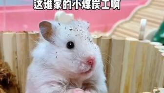 鼠鼠娱乐吃瓜,揭秘娱乐圈吃瓜背后的真相  第2张