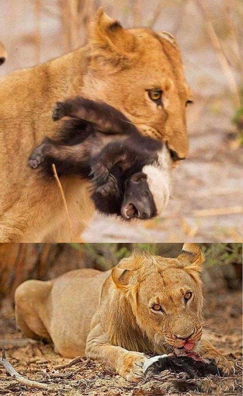 娱乐吃瓜酱动物,揭秘动物界的趣味八卦