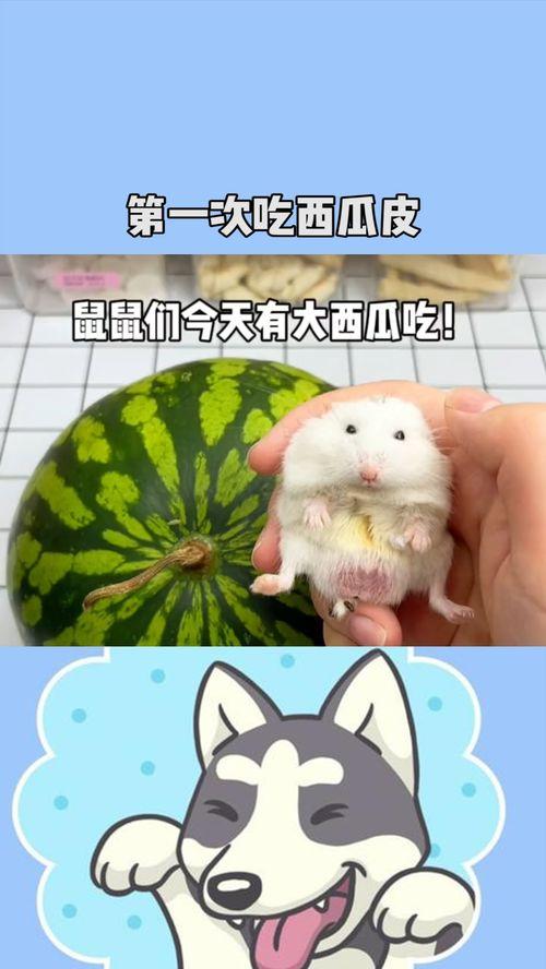 娱乐吃瓜鼠,揭秘娱乐圈那些不为人知的幕后故事 第3张 娱乐吃瓜鼠,揭秘娱乐圈那些不为人知的幕后故事 第3张