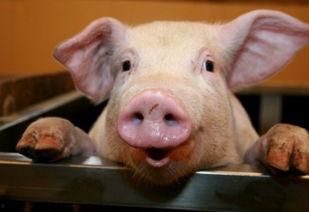 娱乐吃瓜酱猪,揭秘娱乐圈背后的那些事儿  第2张