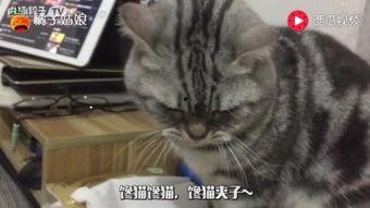 娱乐吃瓜猫,揭秘娱乐圈那些不为人知的幕后故事  第3张