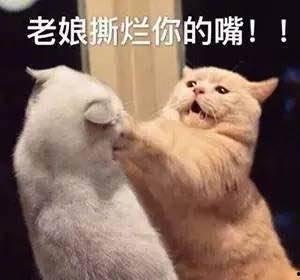 娱乐吃瓜君猫咪,揭秘娱乐圈的萌宠生活  第1张