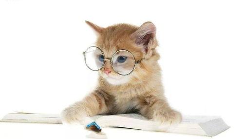 娱乐吃瓜君猫咪,揭秘娱乐圈的萌宠生活  第2张