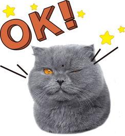 娱乐吃瓜君猫咪,揭秘娱乐圈的萌宠生活  第3张