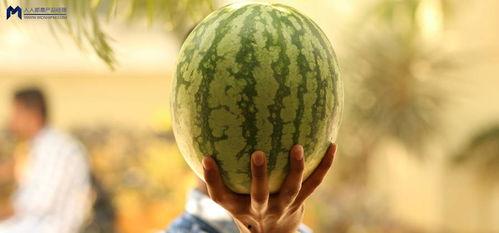 瓜地吃瓜娱乐圈,娱乐圈的甜蜜与苦涩  第1张