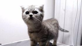 喵娱乐吃瓜,吃瓜群众热议的娱乐圈幕后故事 第2张 喵娱乐吃瓜,吃瓜群众热议的娱乐圈幕后故事 第2张