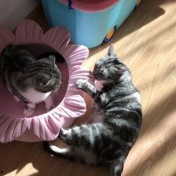 喵娱乐吃瓜,吃瓜群众热议的娱乐圈幕后故事 第3张 喵娱乐吃瓜,吃瓜群众热议的娱乐圈幕后故事 第3张